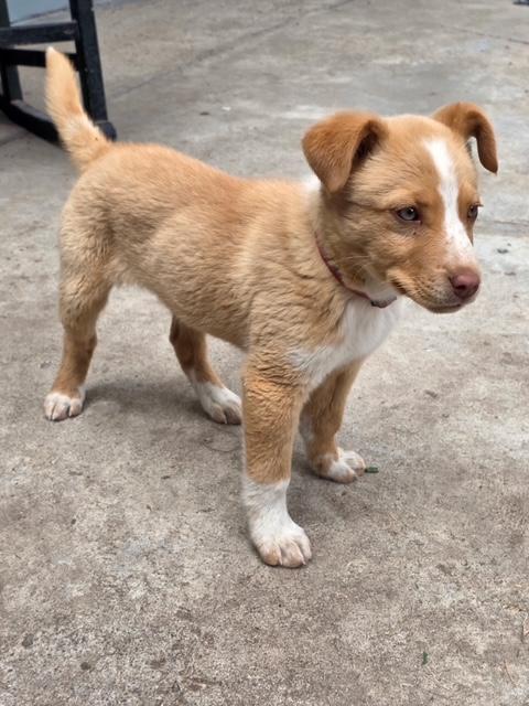 Tot, a Adoptable mixed breed in Riverton, WY image 2/4