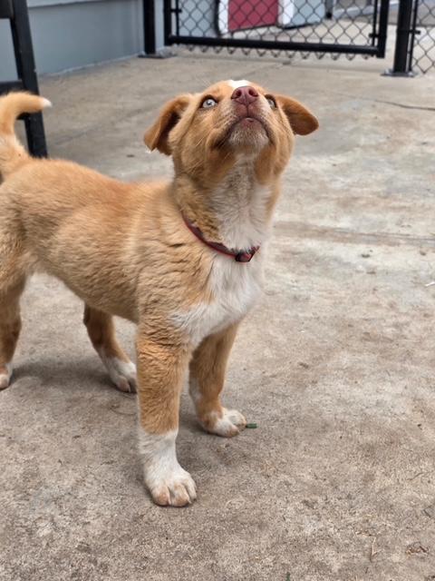 Tot, a Adoptable mixed breed in Riverton, WY image 4/4
