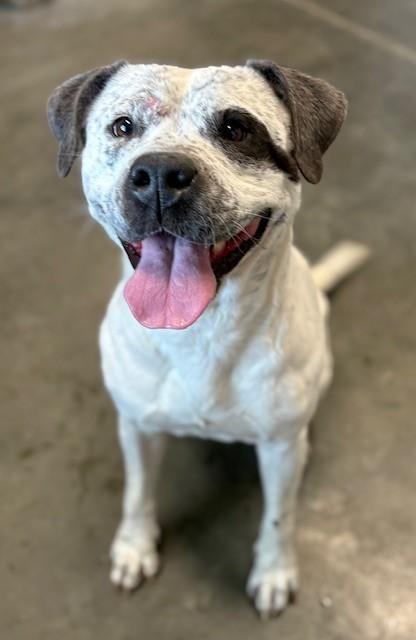 Enlarge PEPPER JACK, a Adoptable mixed breed in Brunswick, GA image 1/1