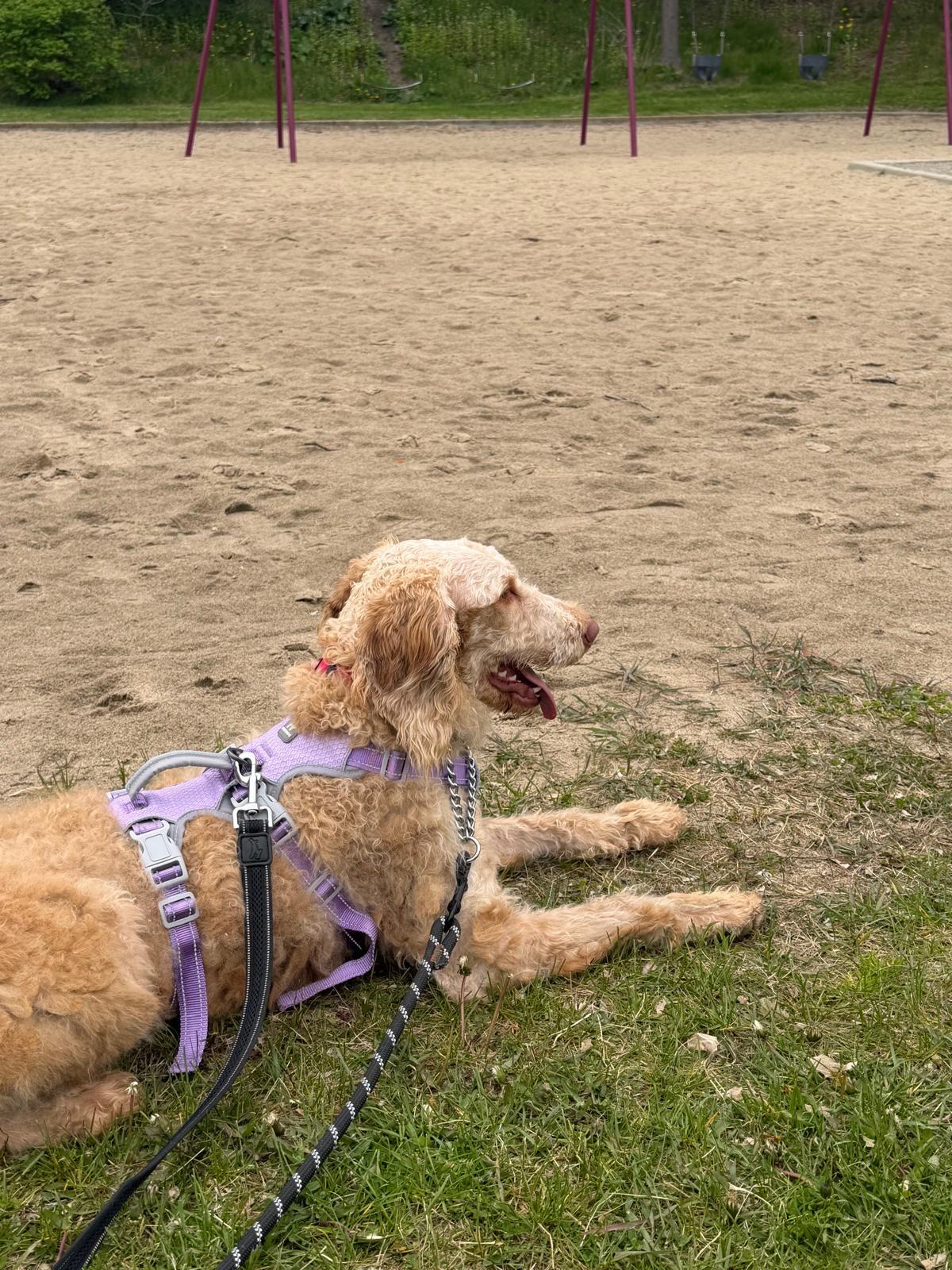 Enlarge Gabby, a ADOPTABLE mixed breed in Oakville, ON image 4/4