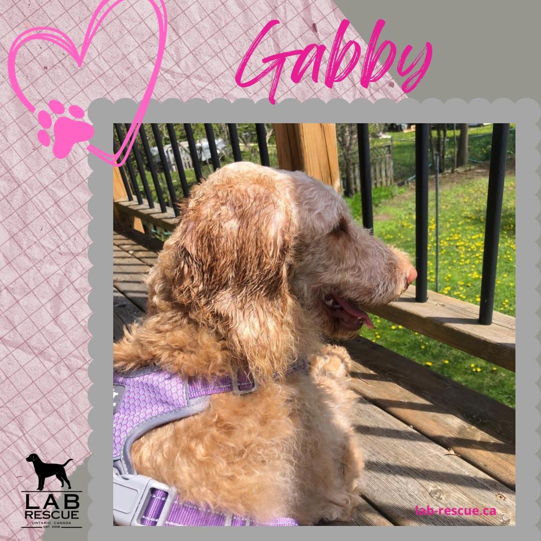 Enlarge Gabby, a ADOPTABLE mixed breed in Oakville, ON image 1/4