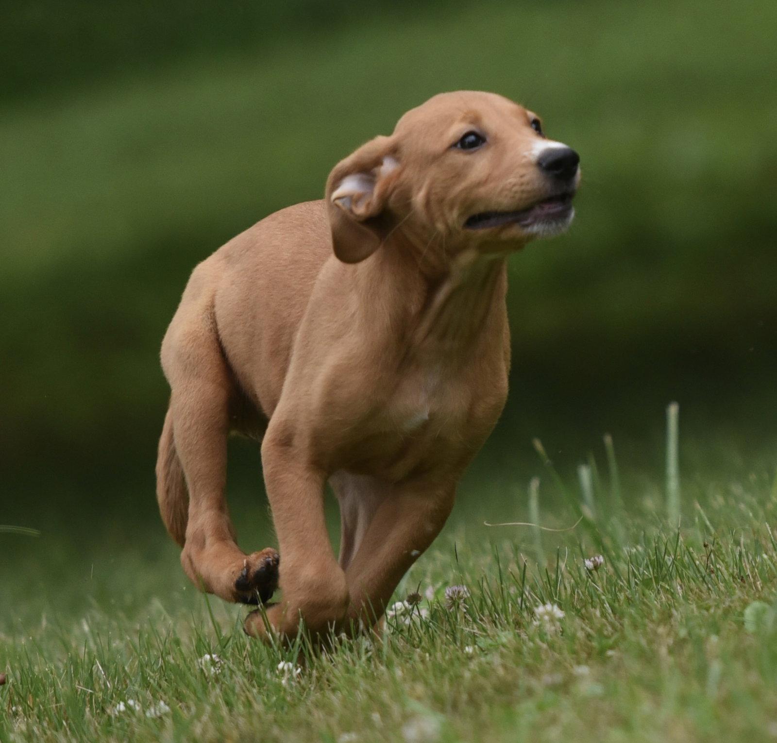 Enlarge North, a Adoptable mixed breed in Mechanicsburg, PA image 1/3