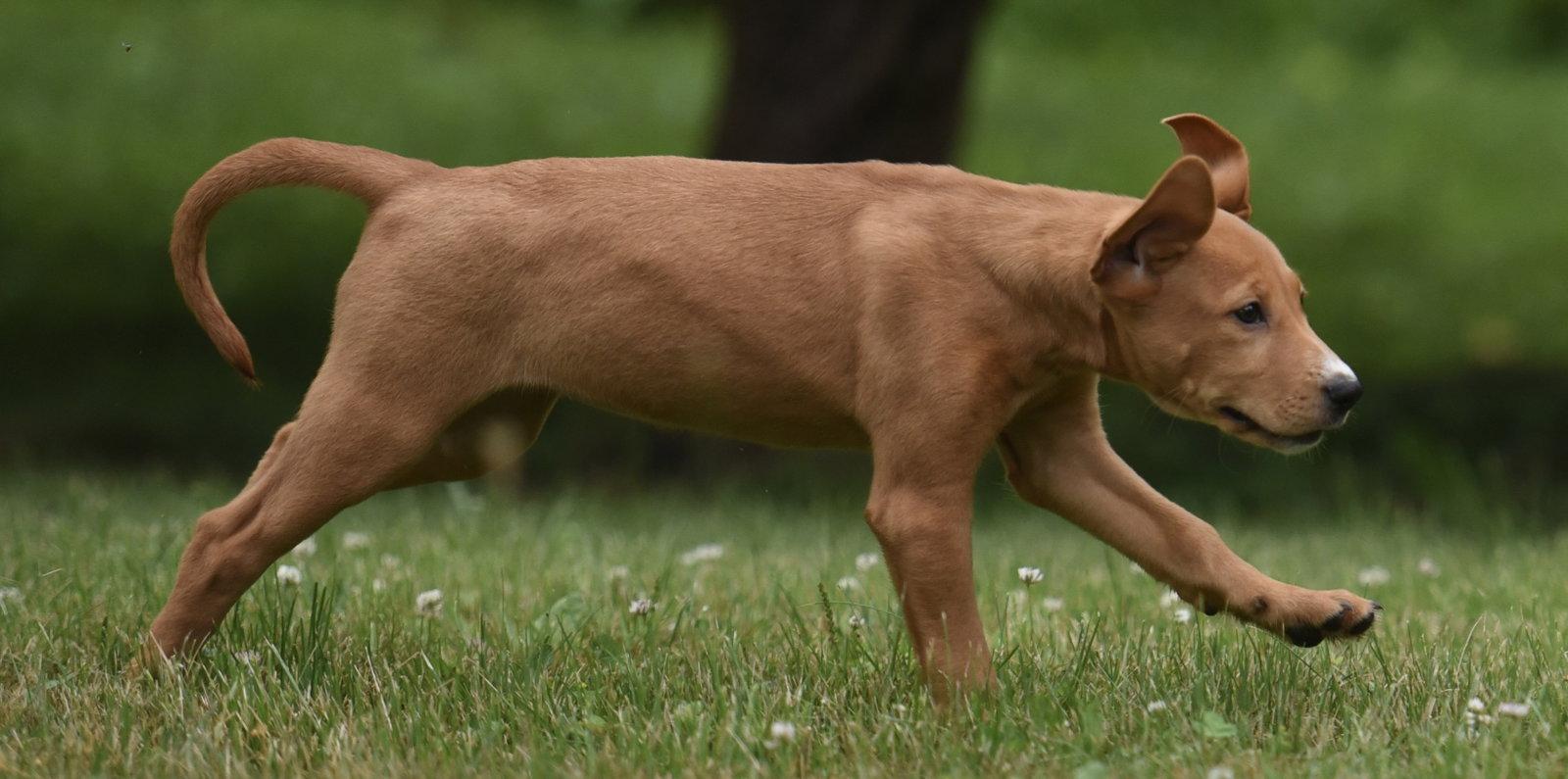 Enlarge North, a Adoptable mixed breed in Mechanicsburg, PA image 2/3