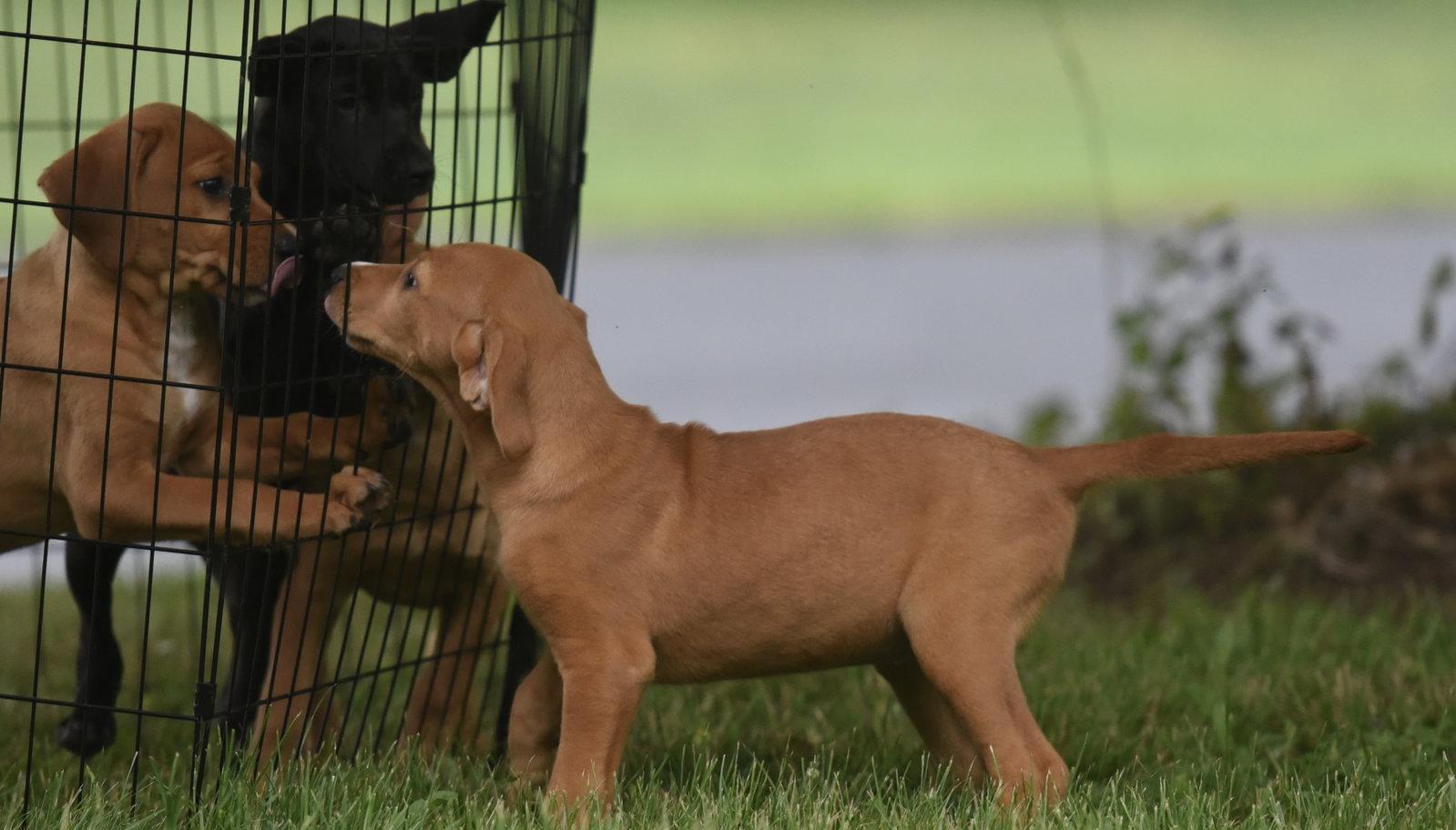 Enlarge North, a Adoptable mixed breed in Mechanicsburg, PA image 3/3