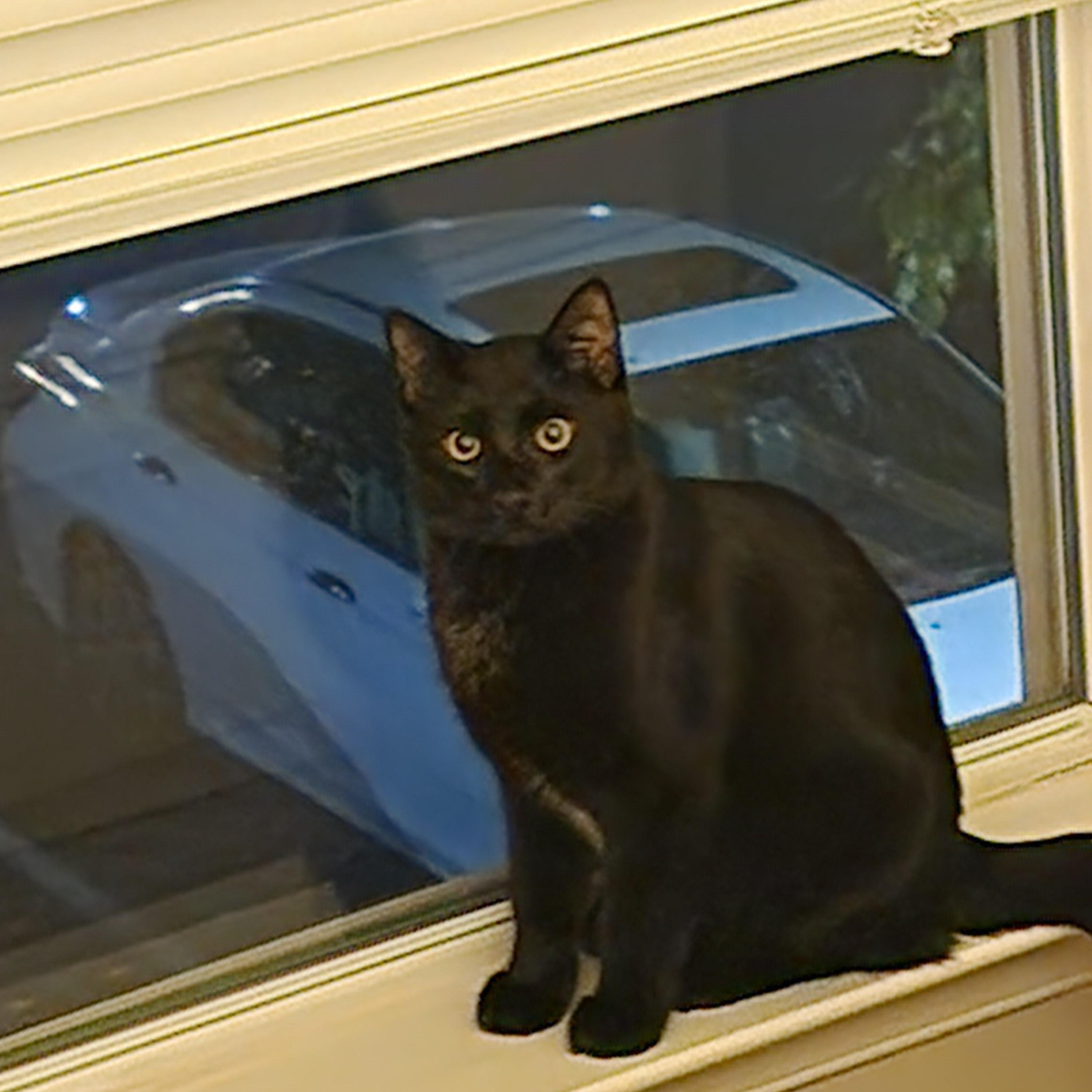 Ben and Jerry, a Adoptable Domestic Short Hair in Fairfax, VA image 1/6