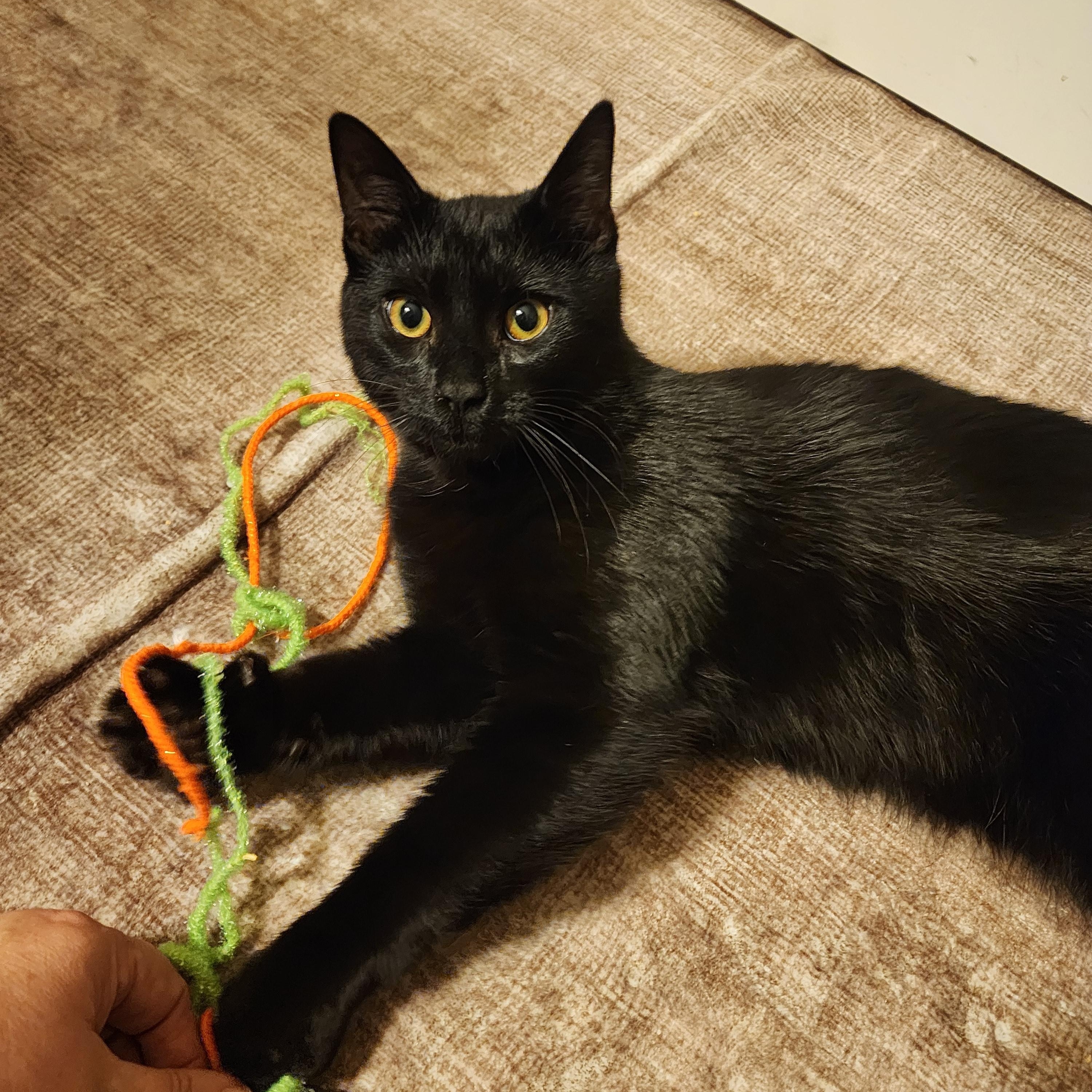 Ben and Jerry, a Adoptable Domestic Short Hair in Fairfax, VA image 2/6