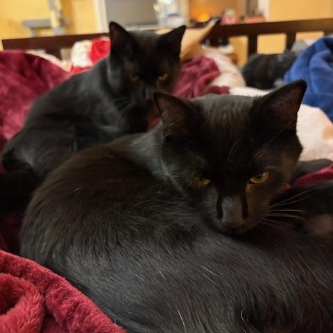 Ben and Jerry, a Adoptable Domestic Short Hair in Fairfax, VA image 5/5