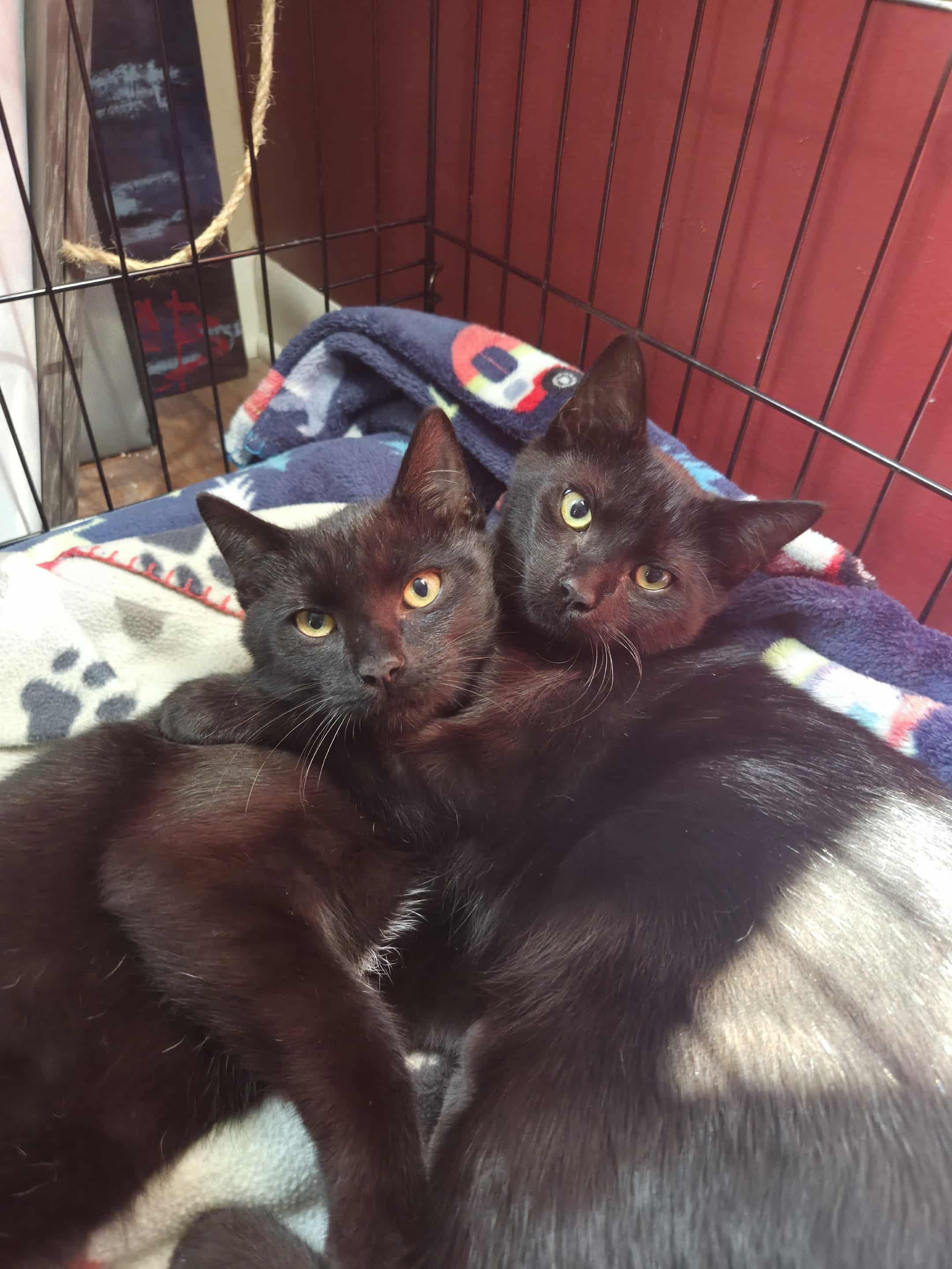 Ben and Jerry, a Adoptable Domestic Short Hair in Fairfax, VA image 3/6