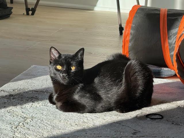 Enlarge Ben and Jerry, a Adoptable Domestic Short Hair in Fairfax, VA image 4/6