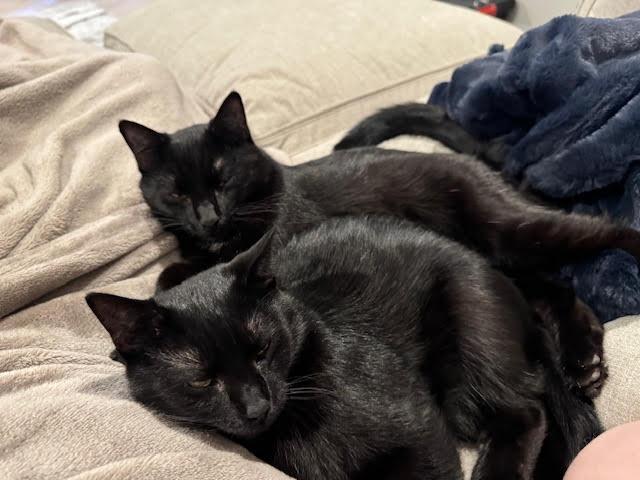 Ben and Jerry, Adoptable, Young Male Domestic Short Hair.