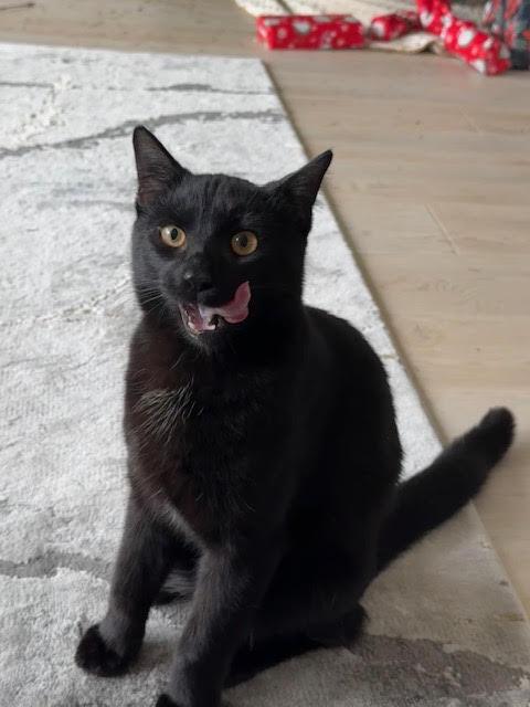 Enlarge Ben and Jerry, a Adoptable Domestic Short Hair in Fairfax, VA image 5/6