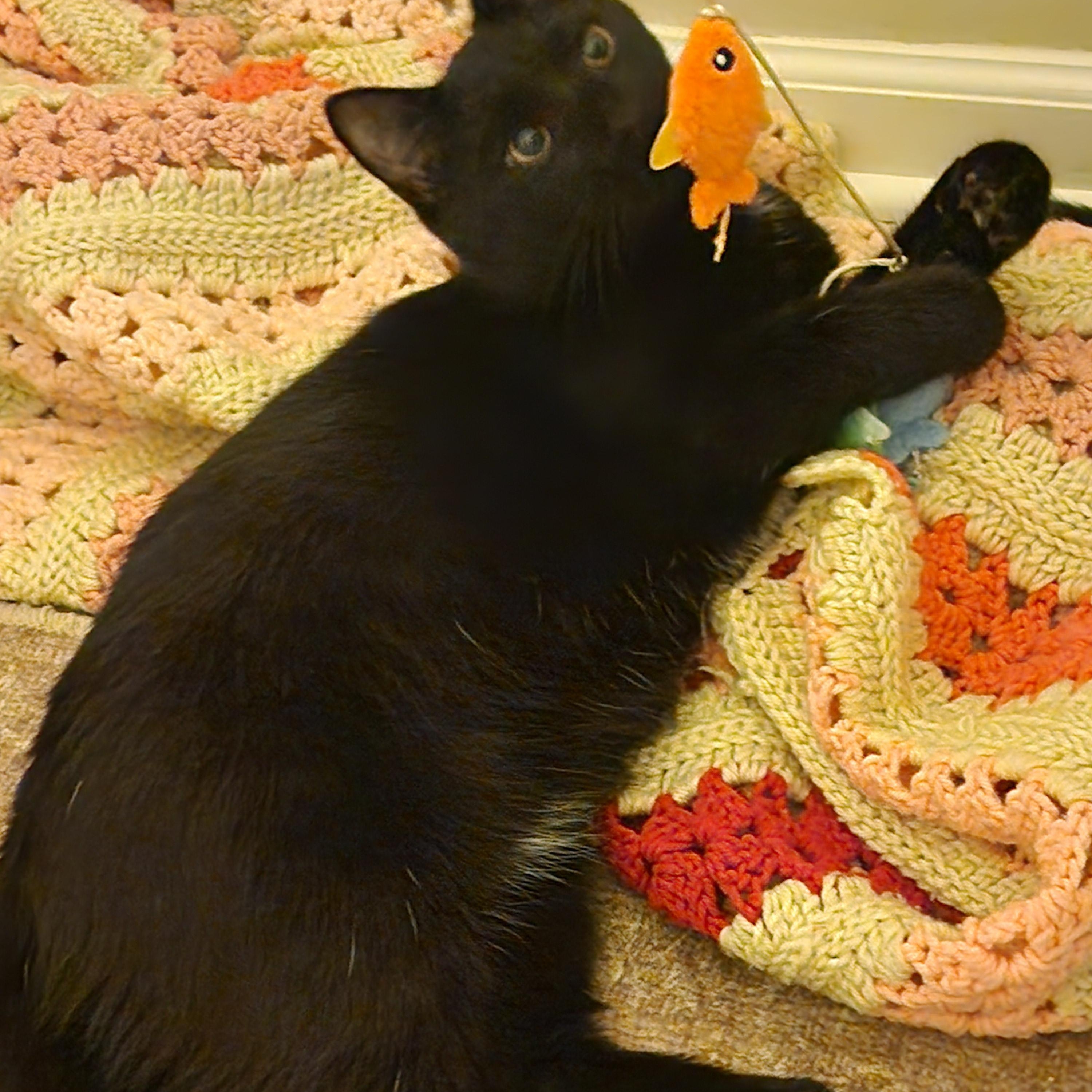 Ben and Jerry, a Adoptable Domestic Short Hair in Fairfax, VA image 4/6