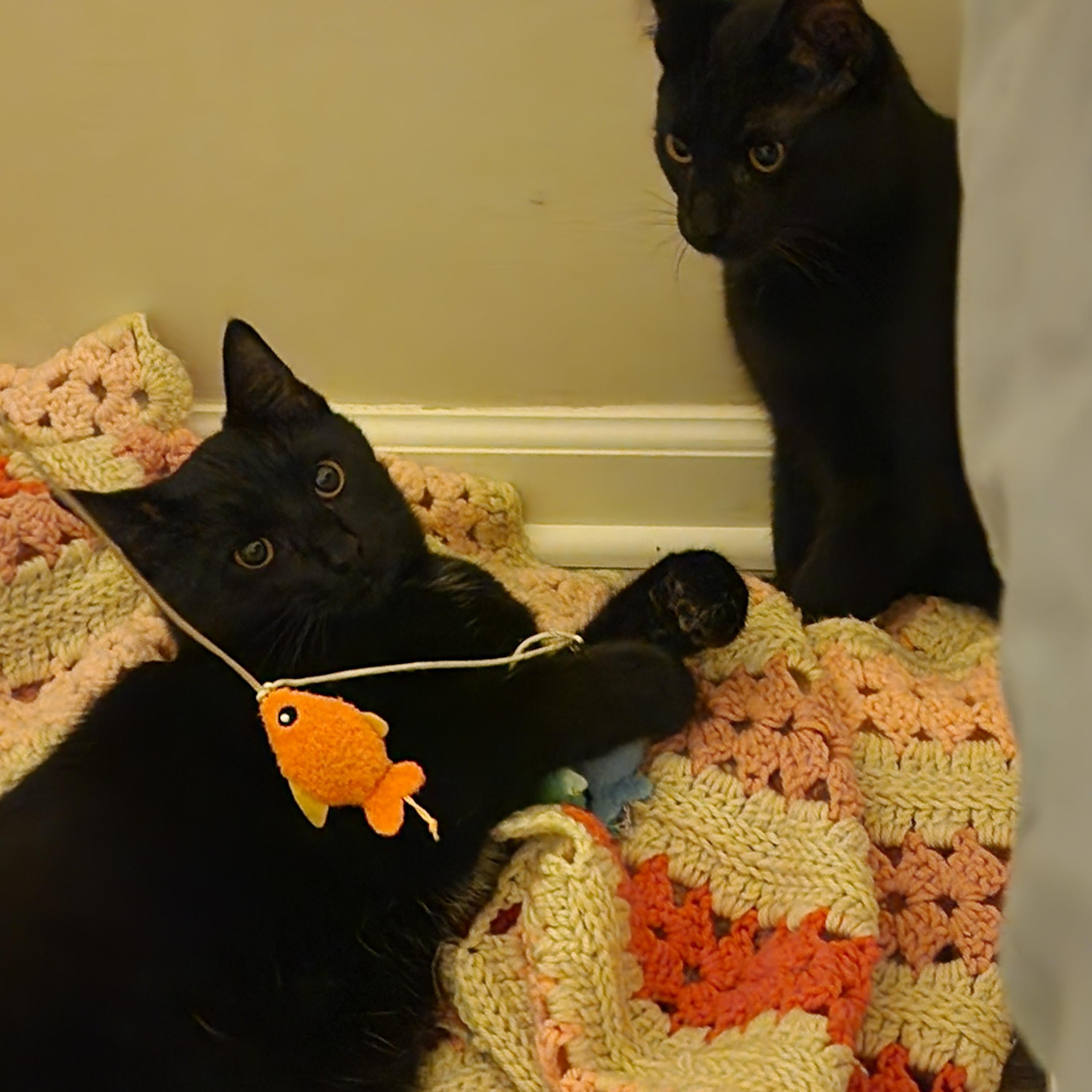 Ben and Jerry, a Adoptable Domestic Short Hair in Fairfax, VA image 5/6