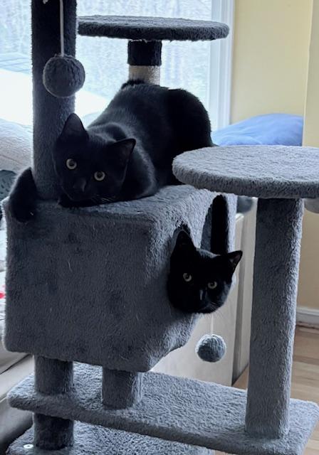 Ben and Jerry, Adoptable, Young Male Domestic Short Hair.