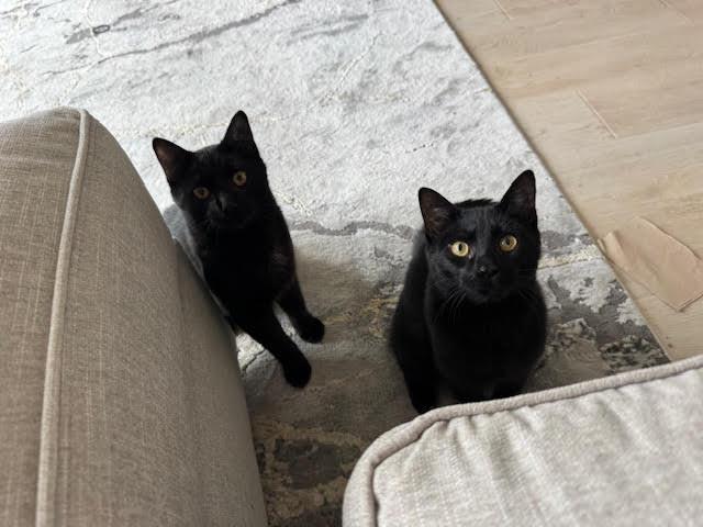 Enlarge Ben and Jerry, a Adoptable Domestic Short Hair in Fairfax, VA image 3/6