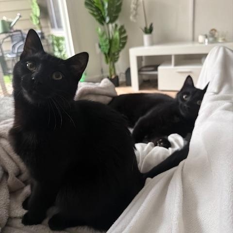 Ben and Jerry, a Adoptable Domestic Short Hair in Fairfax, VA image 6/6