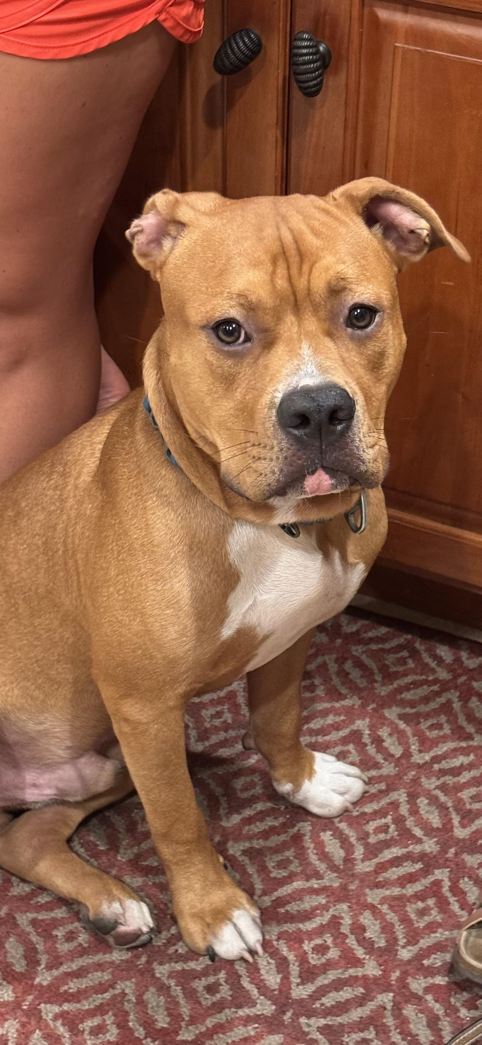 Ruckus, adopted, Young Male American Staffordshire Terrier & Boxer.