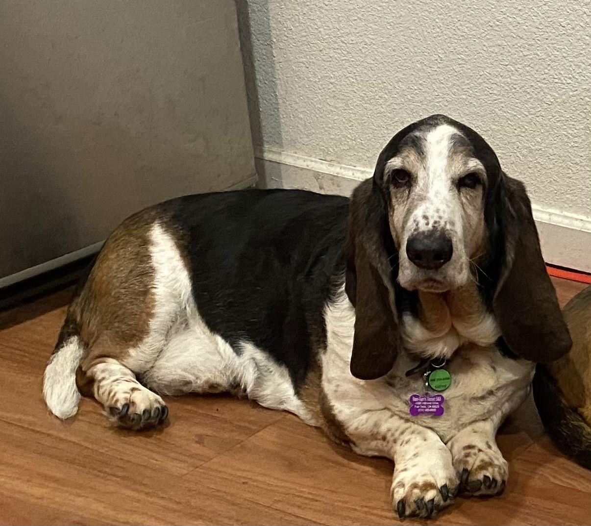 Enlarge Dusty (Petaluma), a Adoptable Basset Hound in Petaluma, CA image 3/3