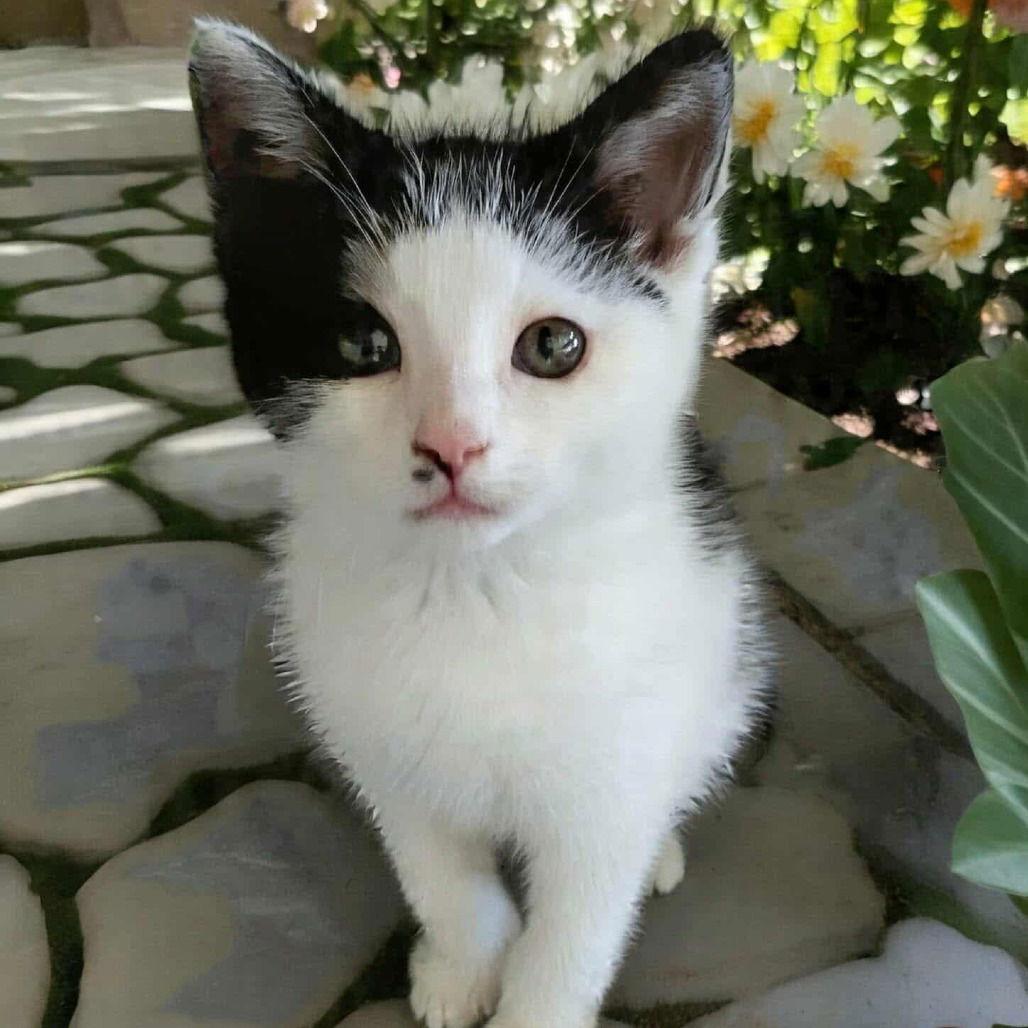 Enlarge Lil Dude, a Adoptable Domestic Short Hair in Evergreen, CO image 1/1