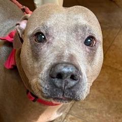 ZOEY, a Adoptable Pit Bull Terrier in Conshohocken, PA image 6/6