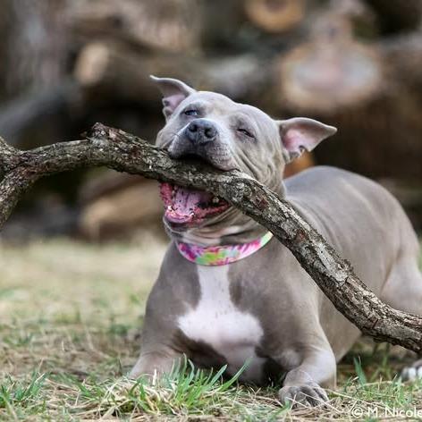 ZOEY, a Adoptable Pit Bull Terrier in Conshohocken, PA image 5/6