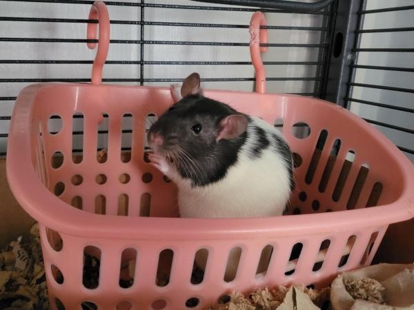 Enlarge Elektra, Peggy & Nebula, a Adoptable Rat in Merrimack, NH image 3/3