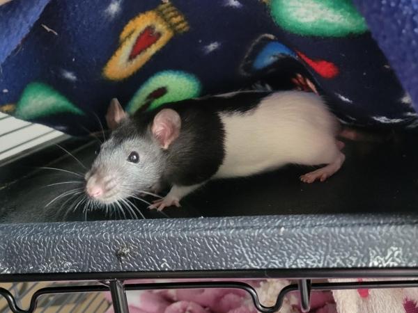 Enlarge Elektra, Peggy & Nebula, a Adoptable Rat in Merrimack, NH image 2/3