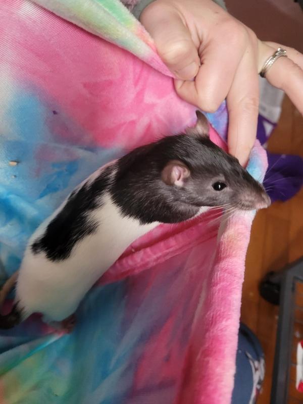 Enlarge Elektra, Peggy & Nebula, a Adoptable Rat in Merrimack, NH image 1/3