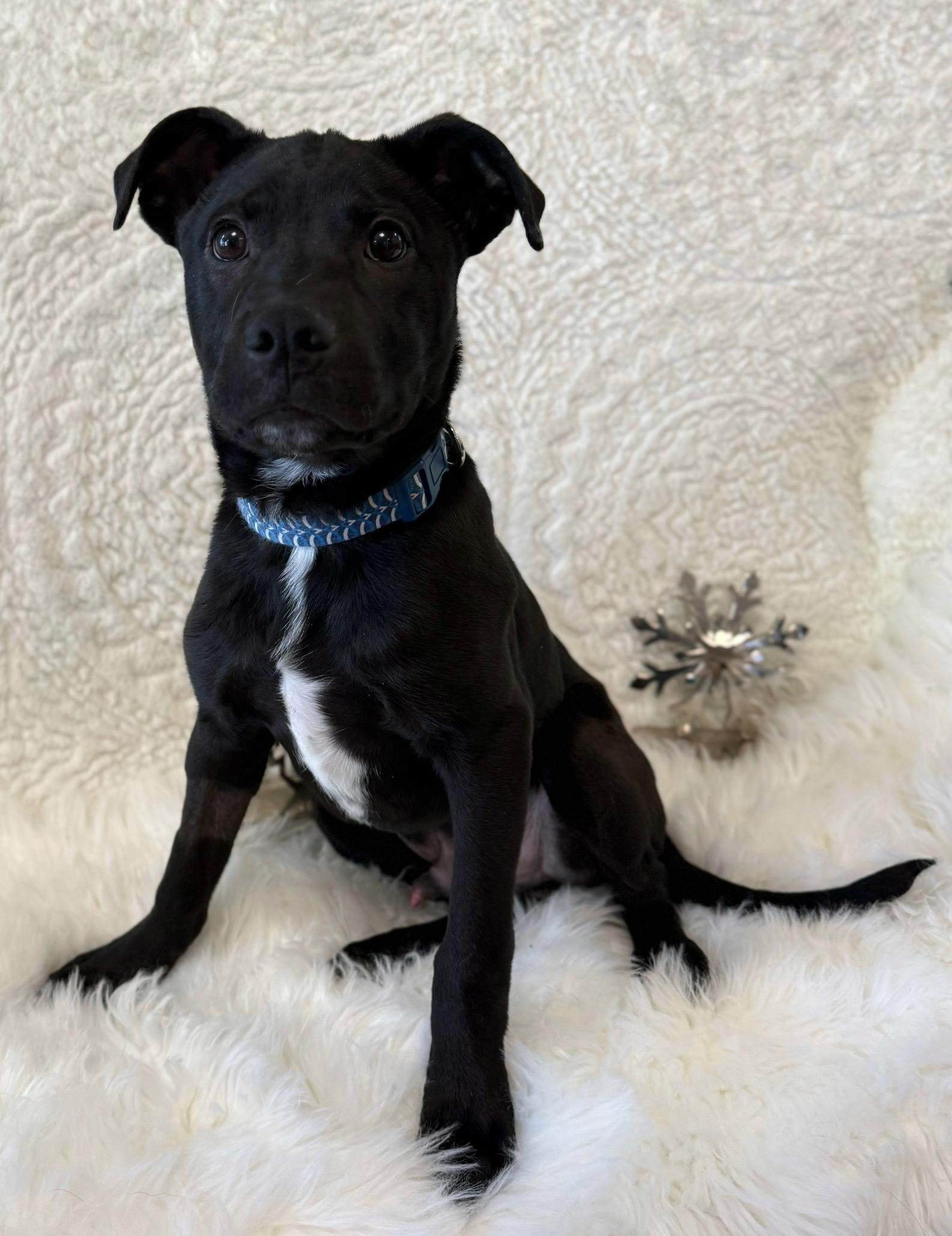 Enlarge McPupNugget, a ADOPTABLE mixed breed in Eagle, CO image 3/6