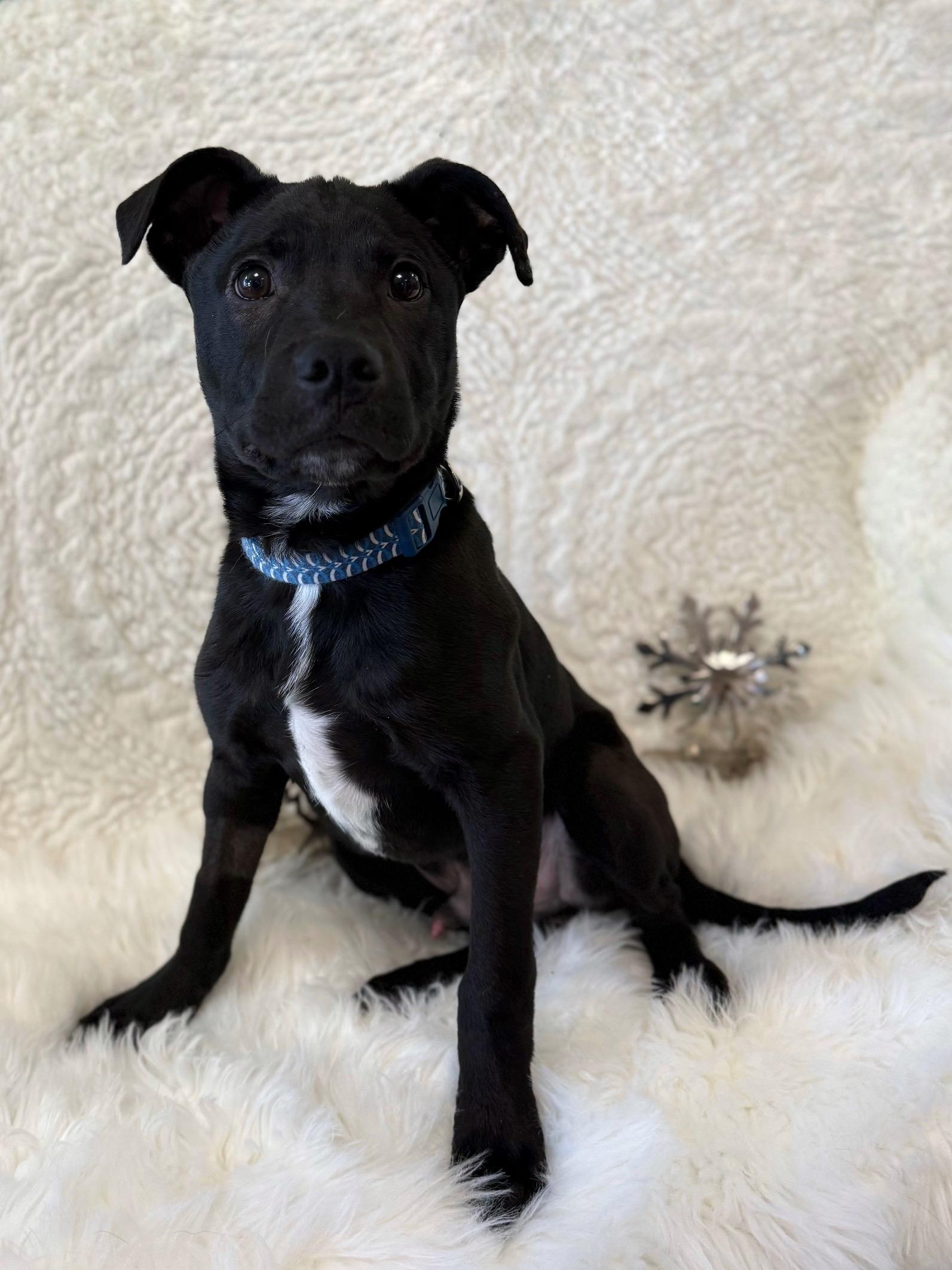 Enlarge McPupNugget, a ADOPTABLE mixed breed in Eagle, CO image 5/6