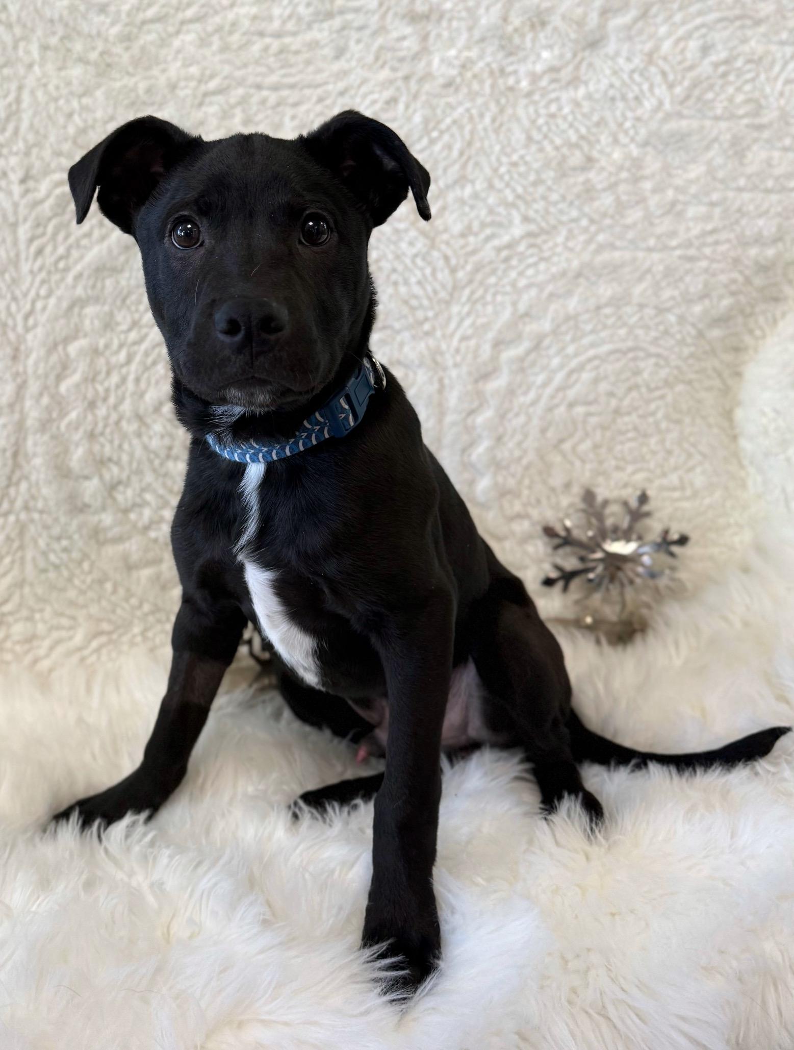 Enlarge McPupNugget, a ADOPTABLE mixed breed in Eagle, CO image 6/6