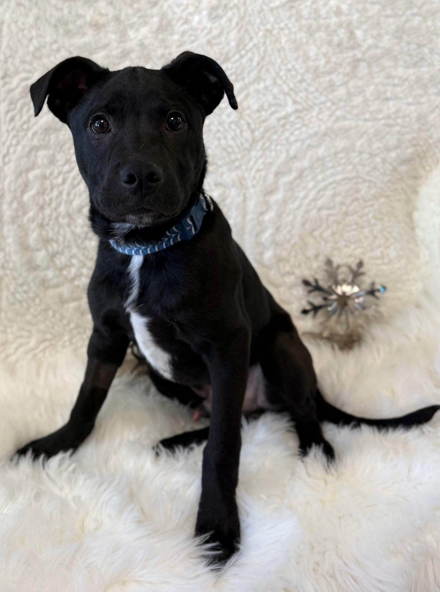 Enlarge McPupNugget, a ADOPTABLE mixed breed in Eagle, CO image 4/6