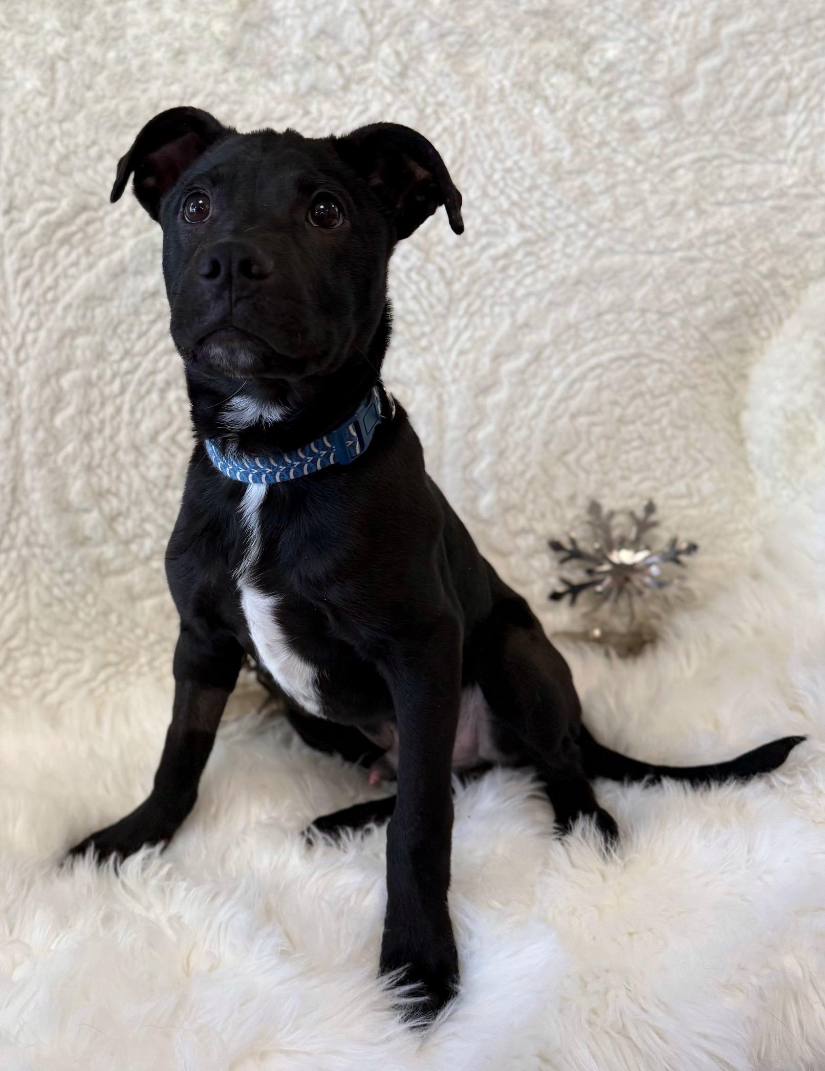 Enlarge McPupNugget, a ADOPTABLE mixed breed in Eagle, CO image 2/6