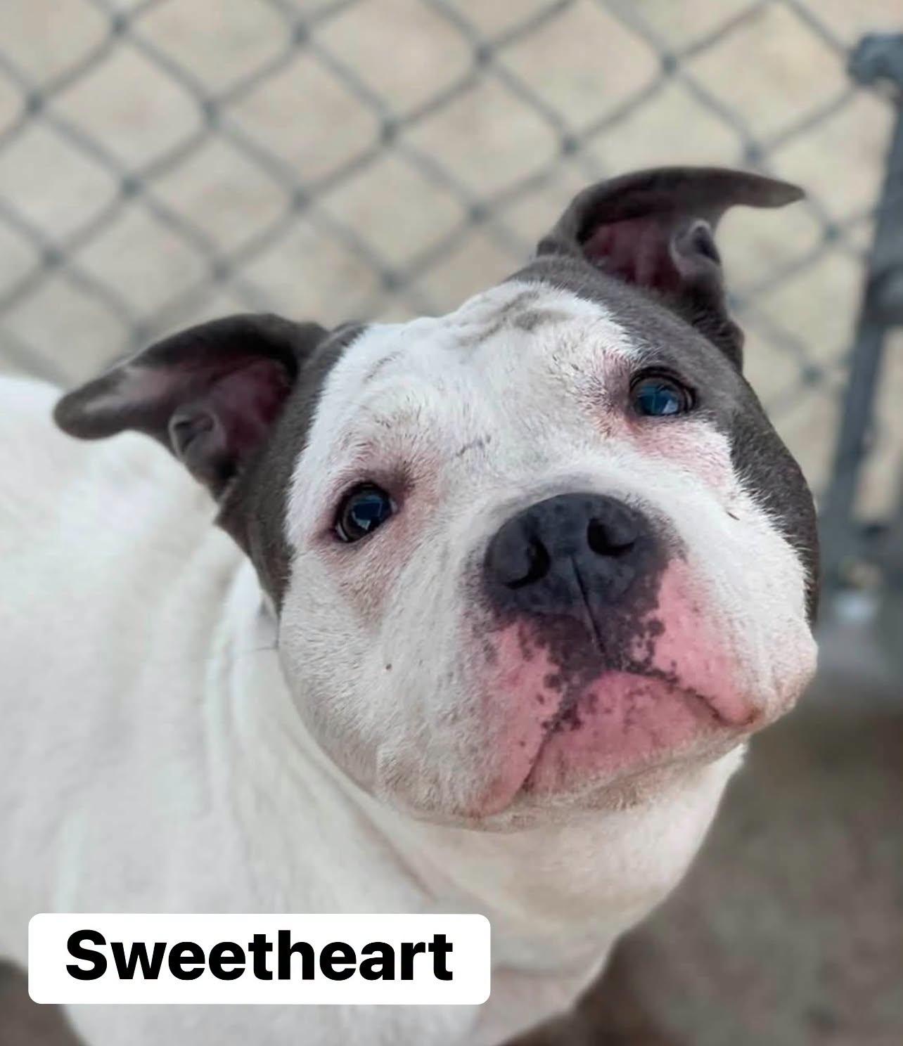 SWEET HEART, ADOPTABLE, Adult Female Pit Bull Terrier.