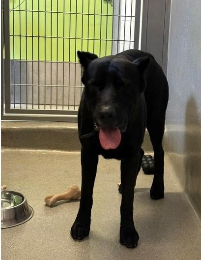 VADER, Adoptable, Adult Male Cane Corso.