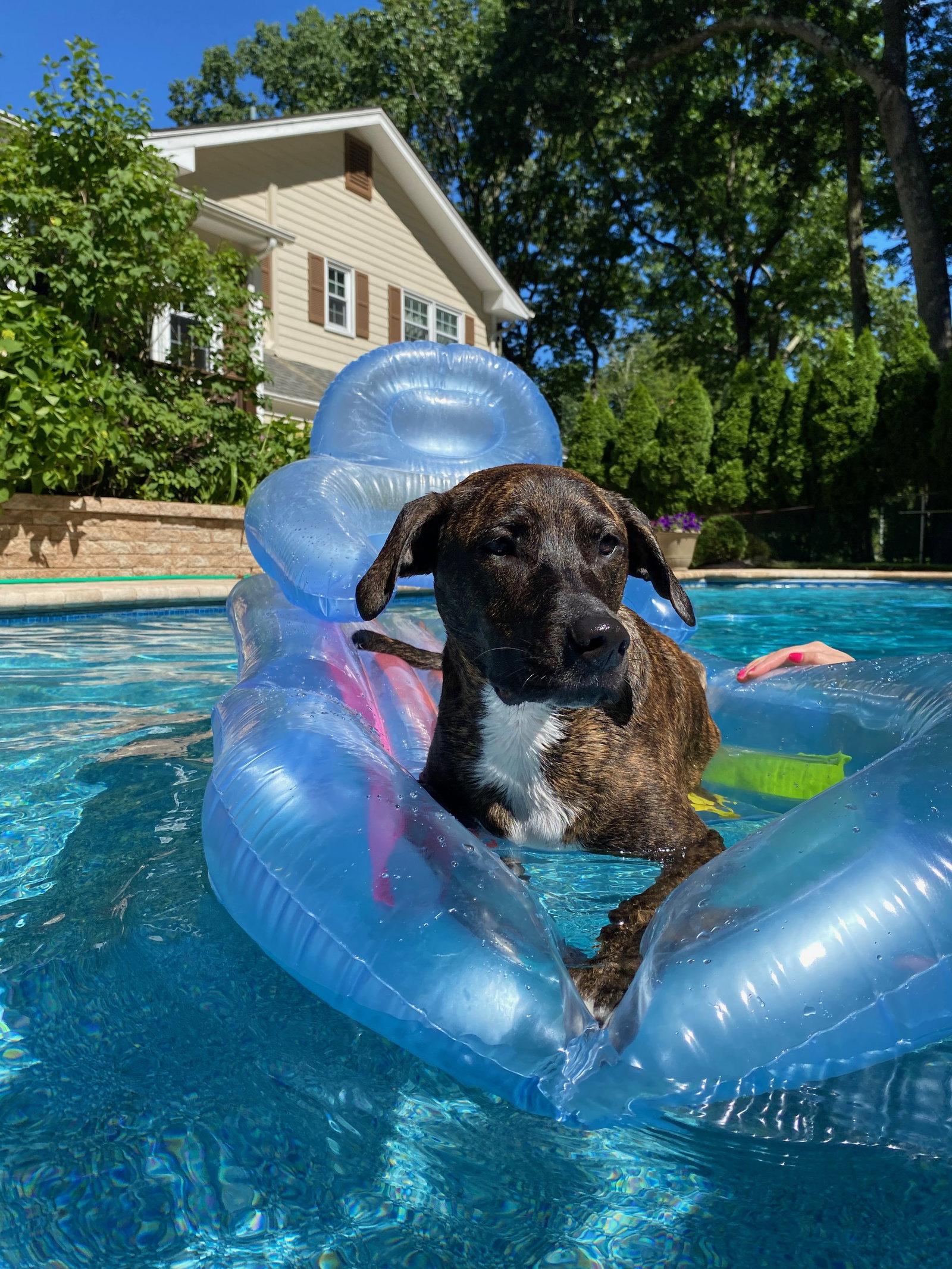LUCAS, Adoptable, Adult Male Labrador Retriever.