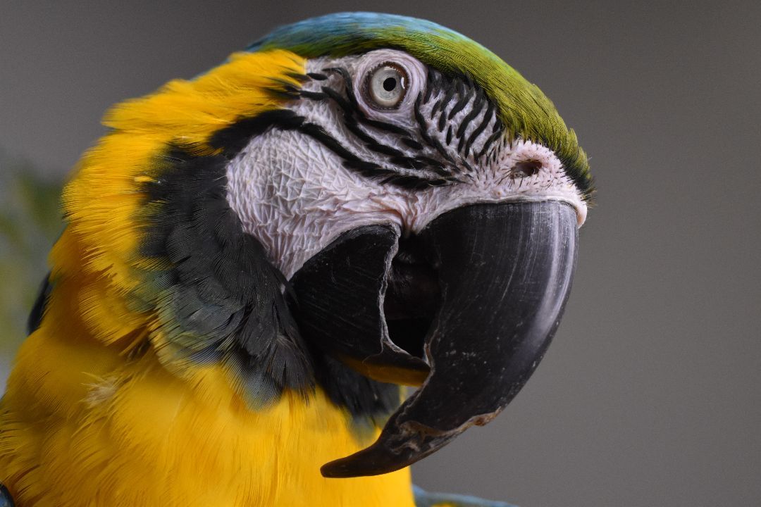 Enlarge Mister, an adoptable Macaw in Waukesha, WI image 5/6