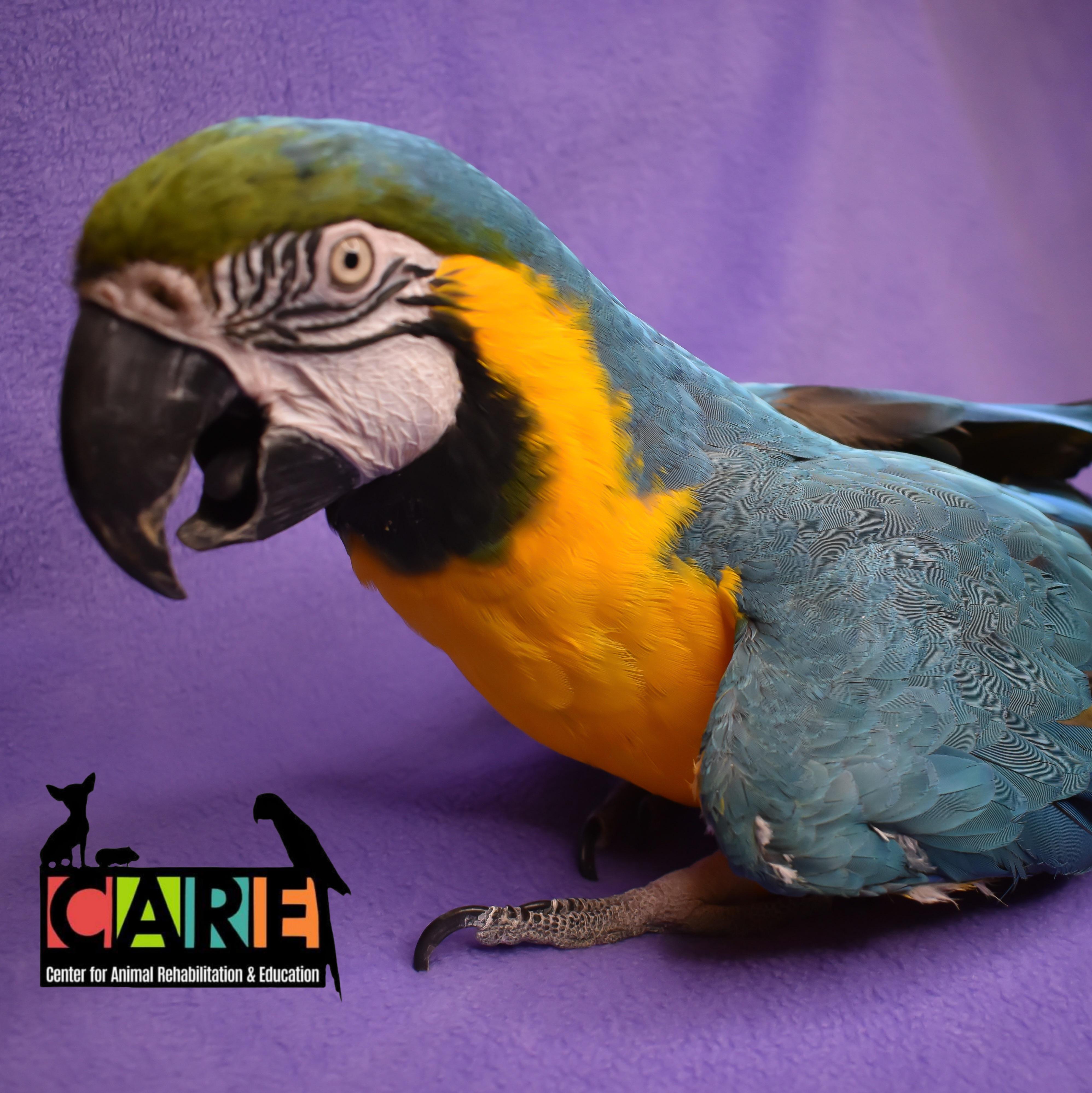 Enlarge Mister, an adoptable Macaw in Waukesha, WI image 2/6