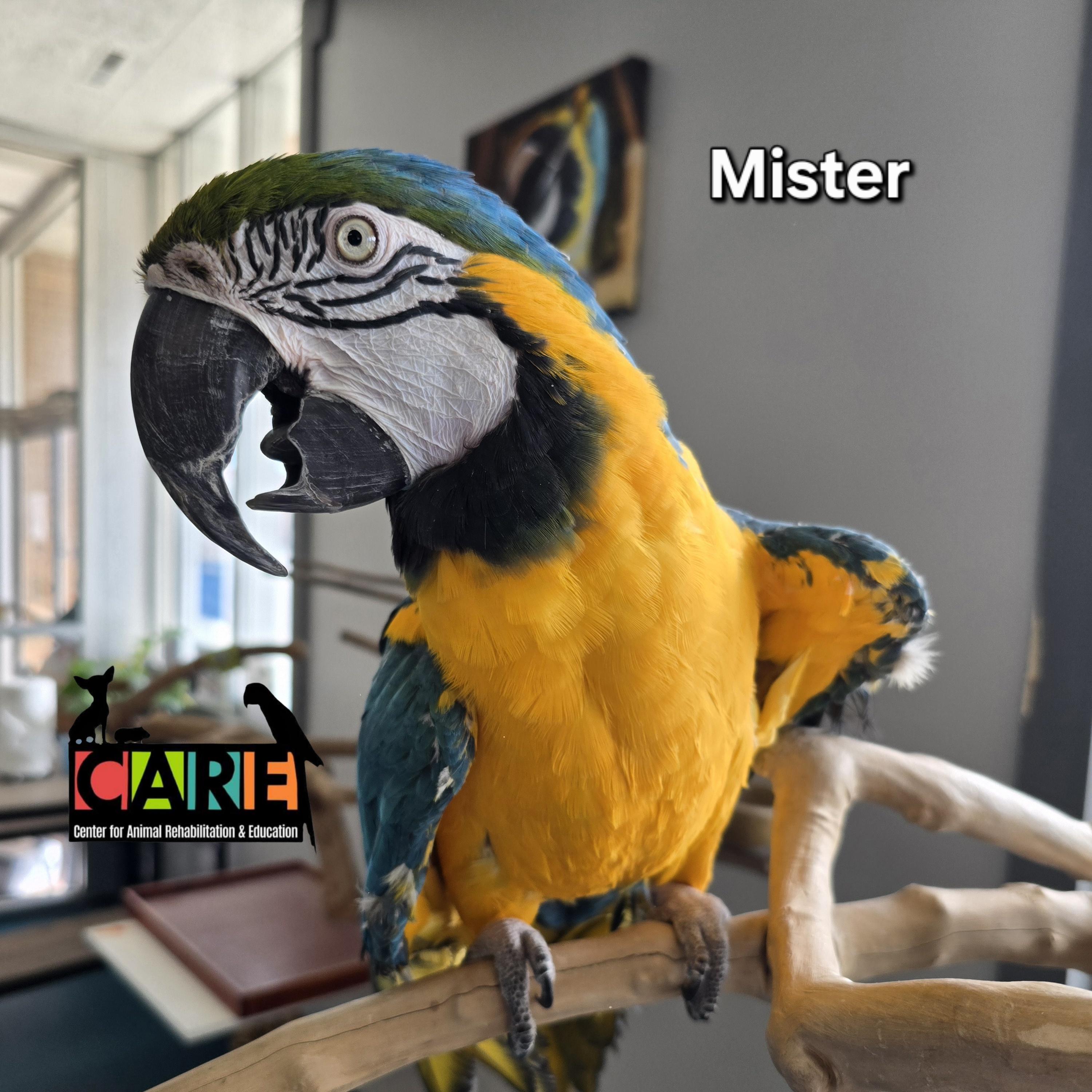 Enlarge Mister, a Adoptable Macaw in Waukesha, WI image 2/6