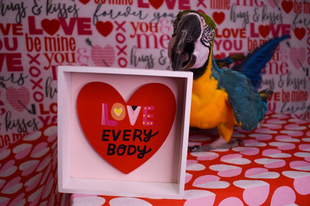 Enlarge Mister, an adoptable Macaw in Waukesha, WI image 6/6