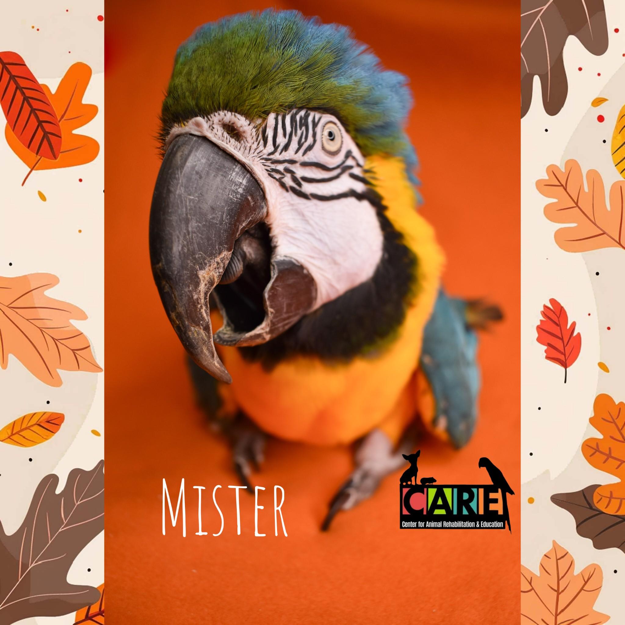 Mister, Adoptable, Young Male Macaw.