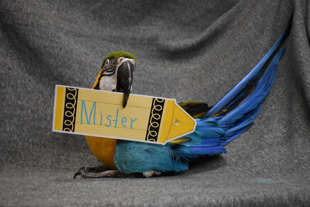 Enlarge Mister, an adoptable Macaw in Waukesha, WI image 4/6