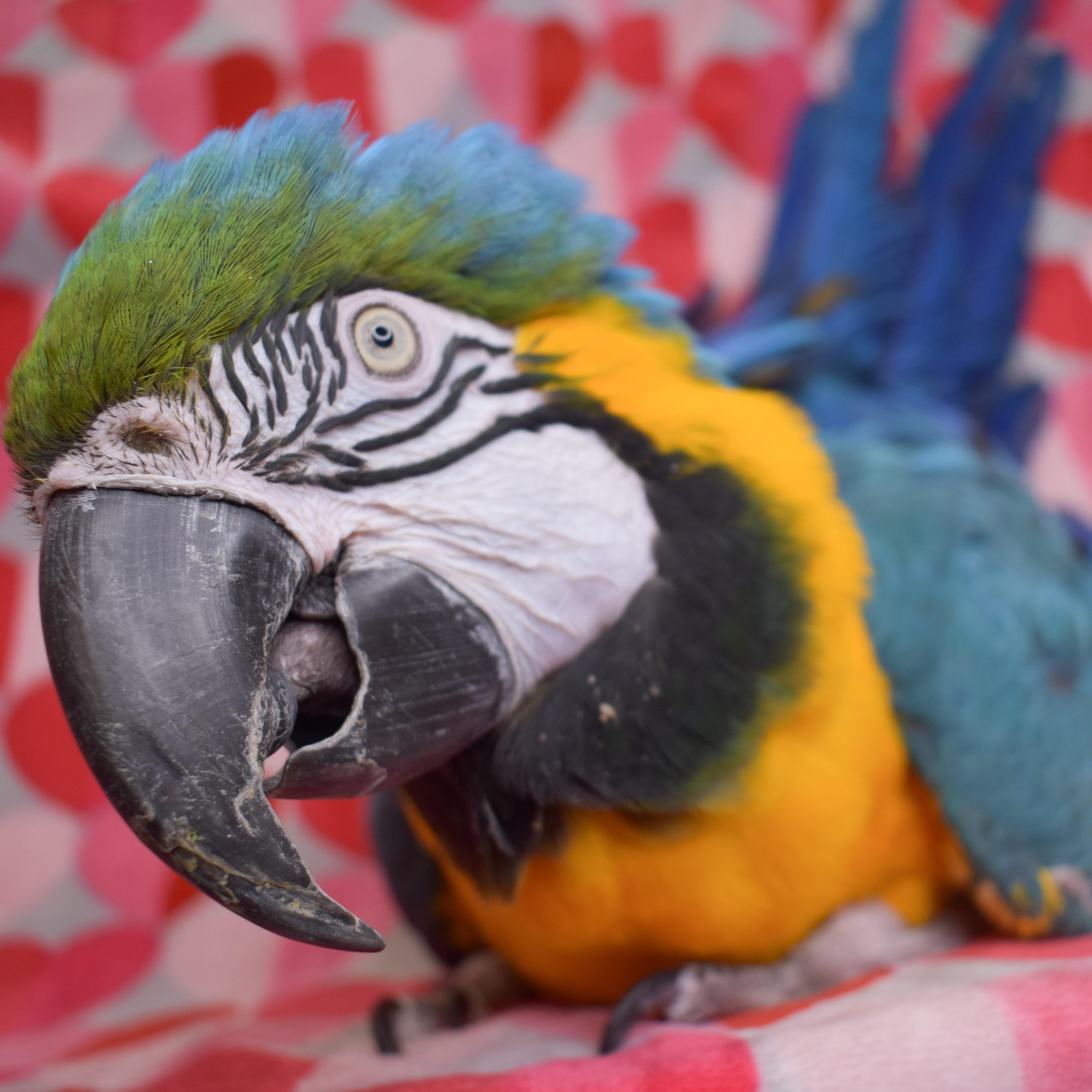 Enlarge Mister, an adoptable Macaw in Waukesha, WI image 1/6