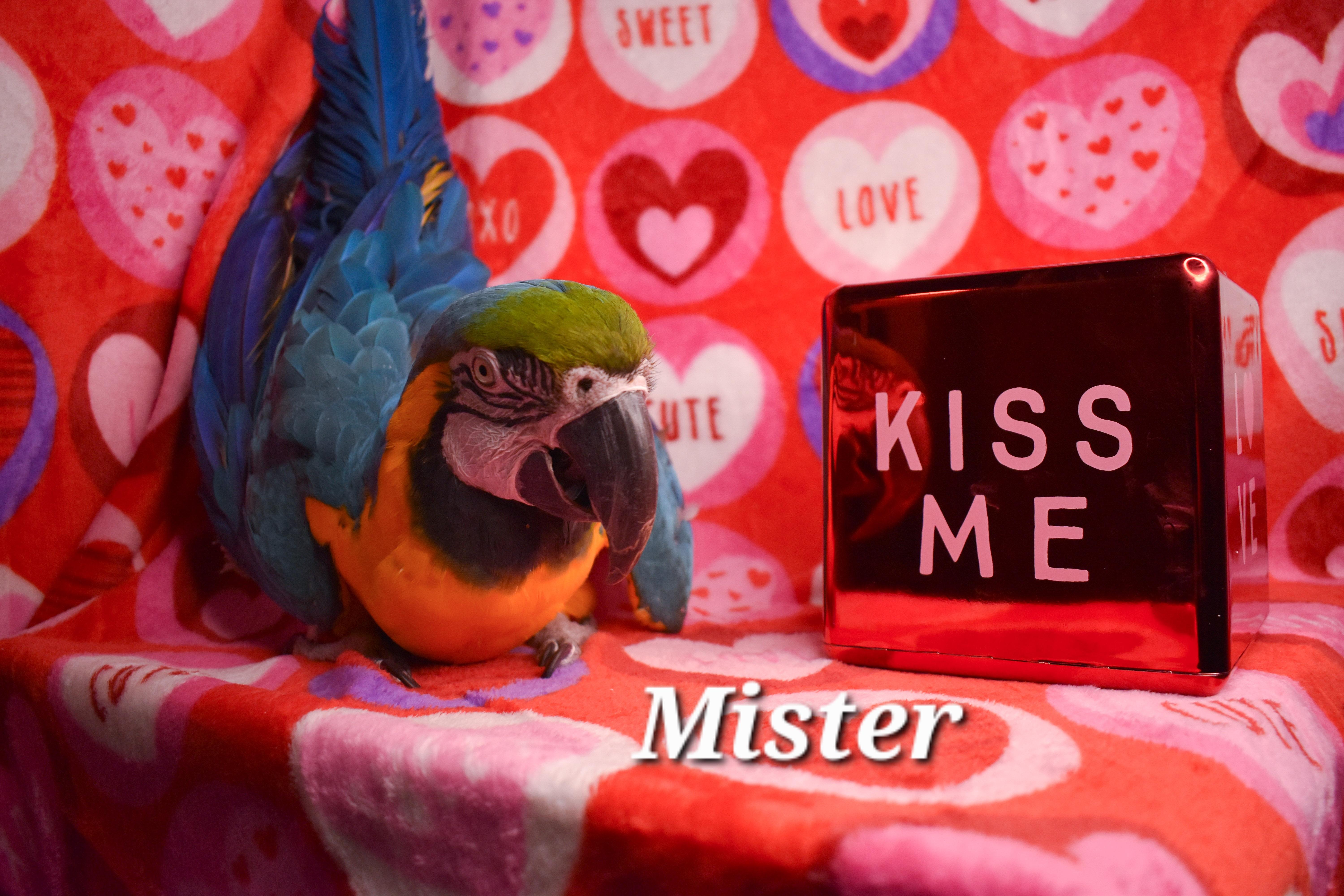 Enlarge Mister, an adoptable Macaw in Waukesha, WI image 3/6