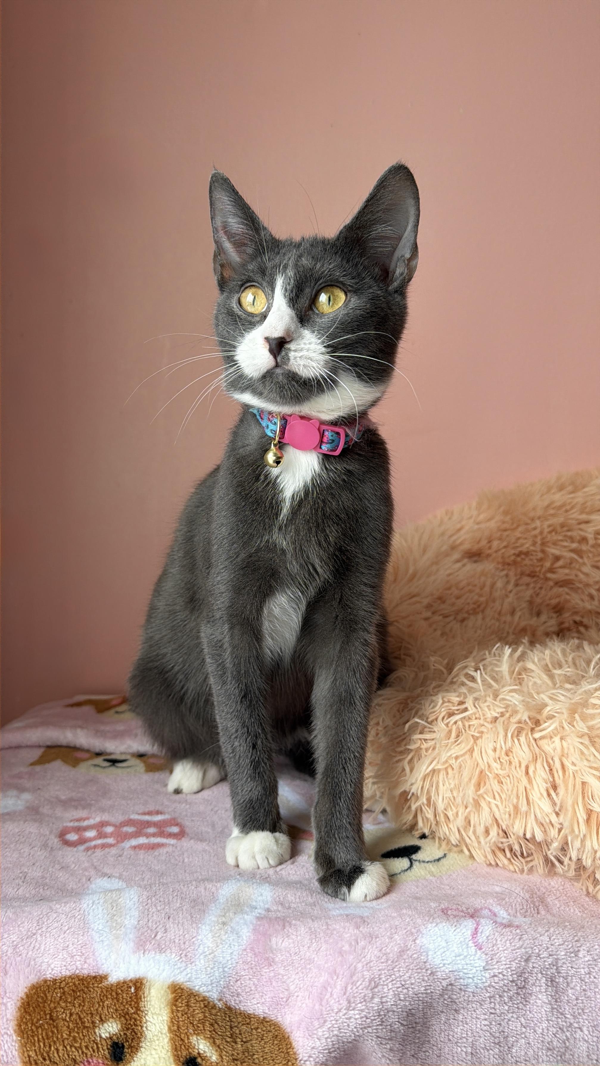 LEA, Adoptable, Kitten Female Tuxedo.