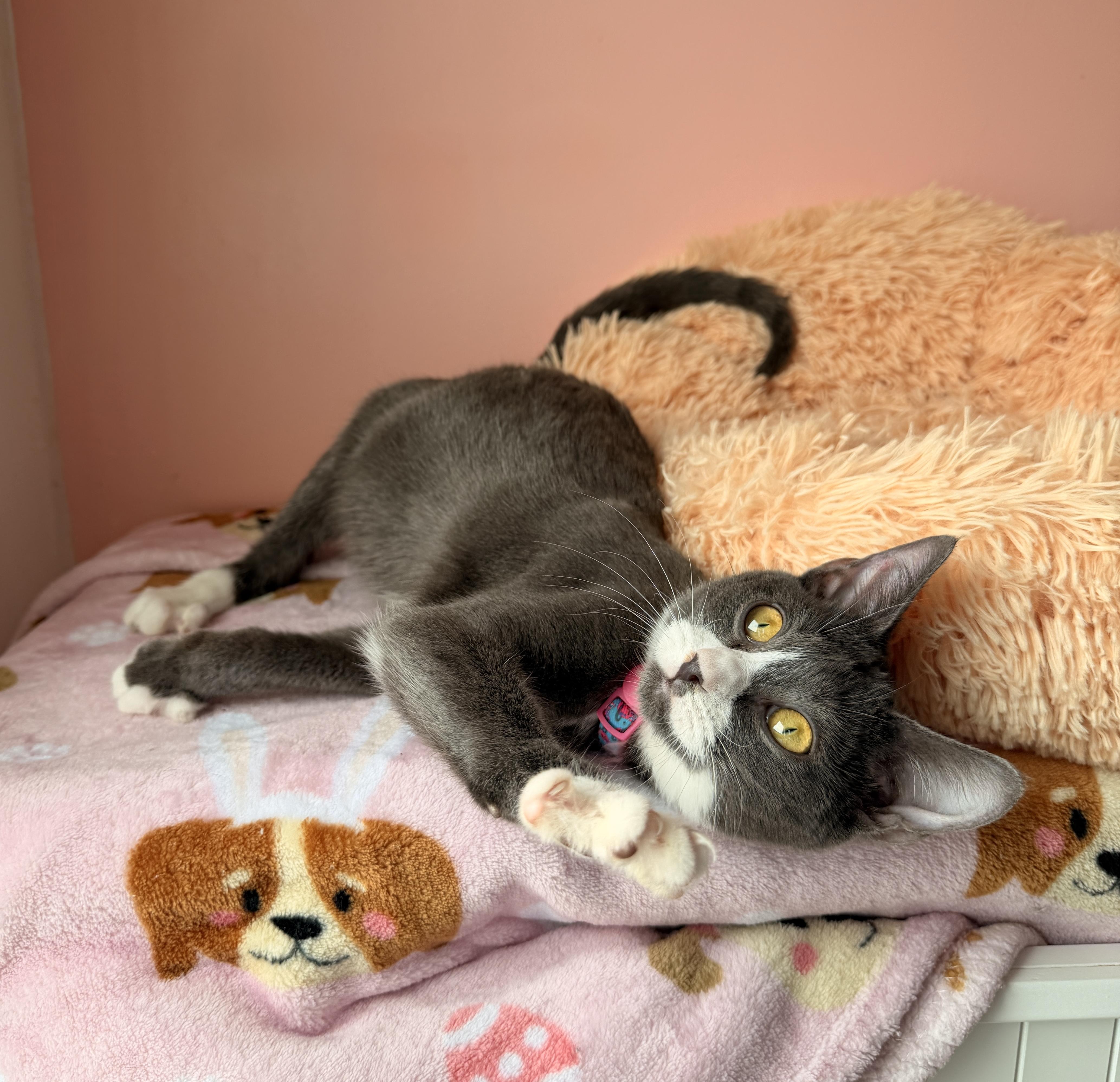 Enlarge LEA, an adoptable Tuxedo in New York, NY image 4/5