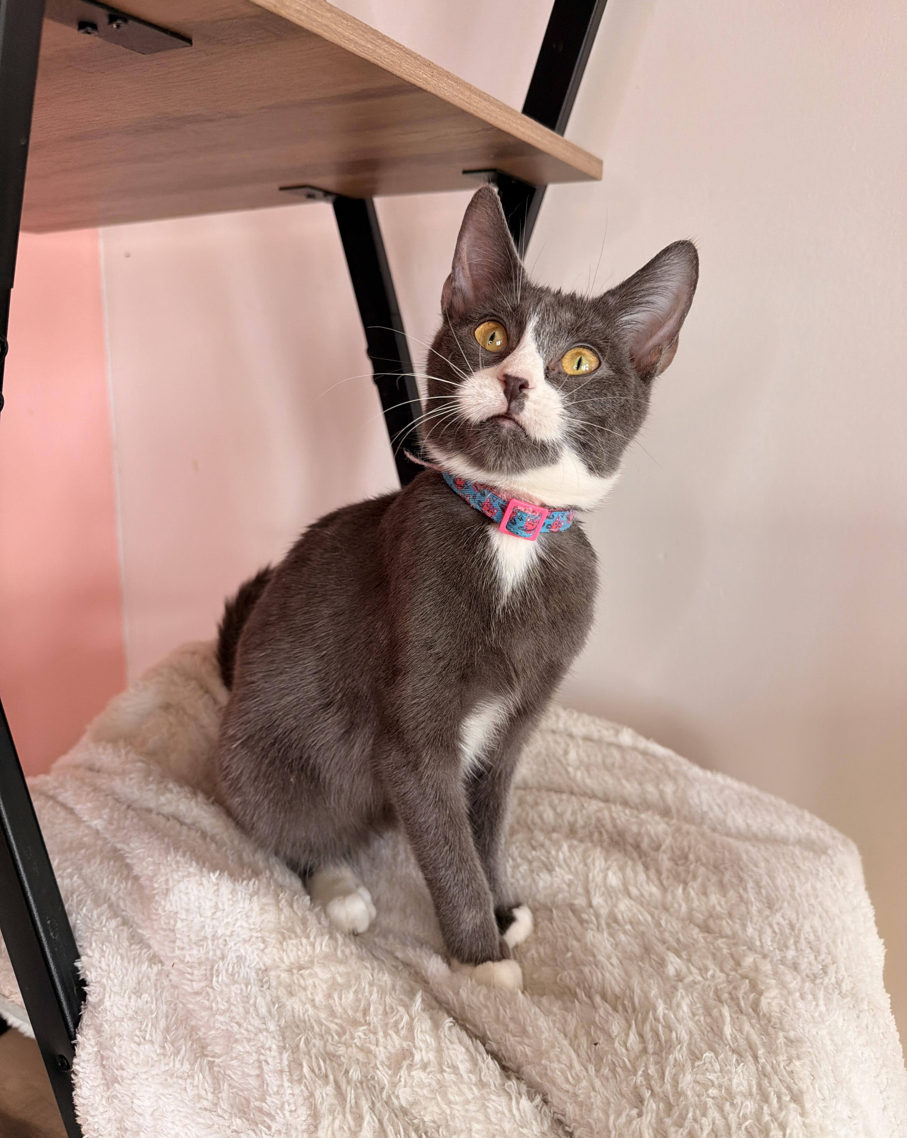 Enlarge LEA, an adoptable Tuxedo in New York, NY image 5/5