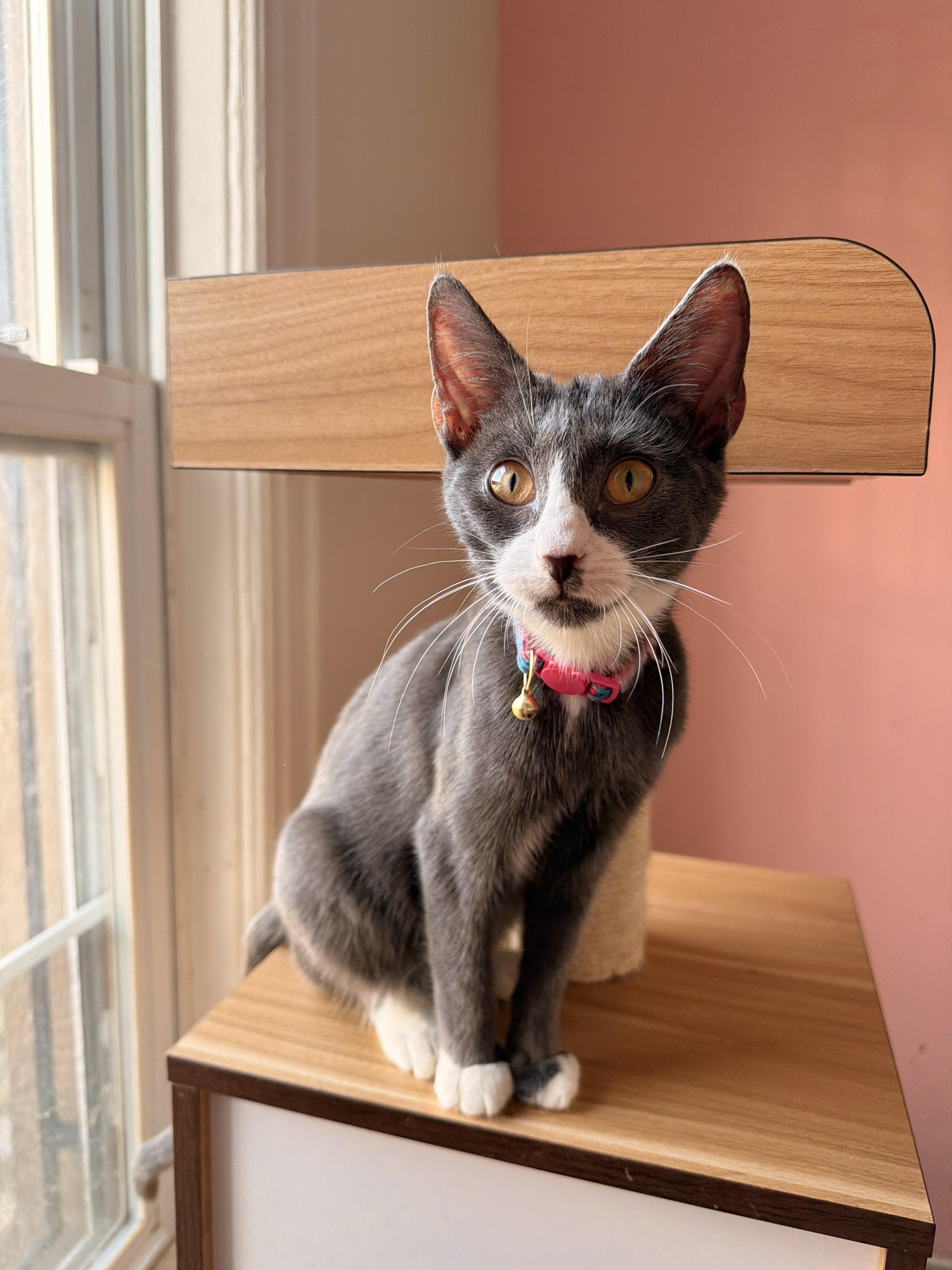 LEA, Adoptable, Kitten Female Tuxedo.