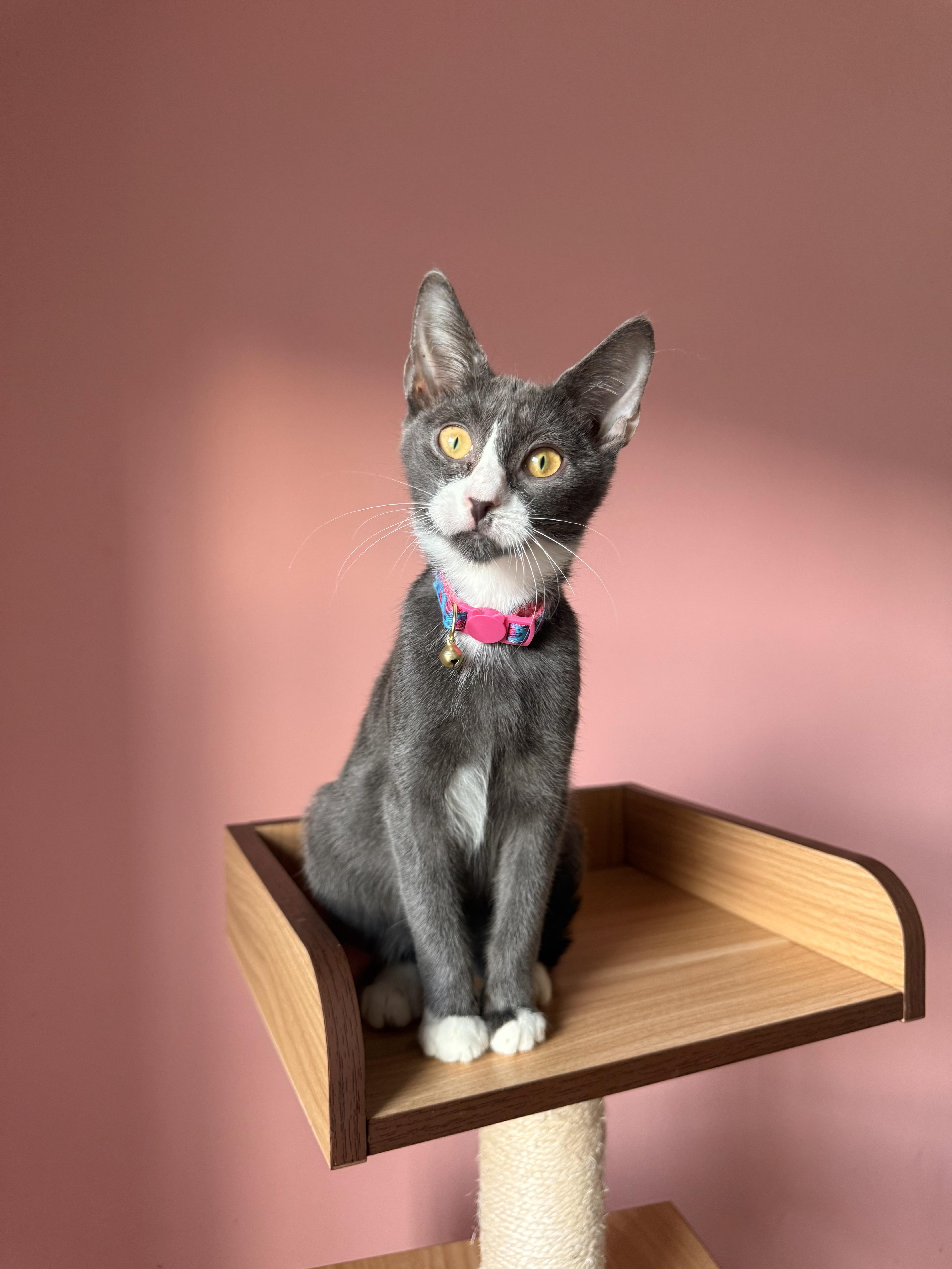 Enlarge LEA, a Adoptable Tuxedo in New York, NY image 2/3