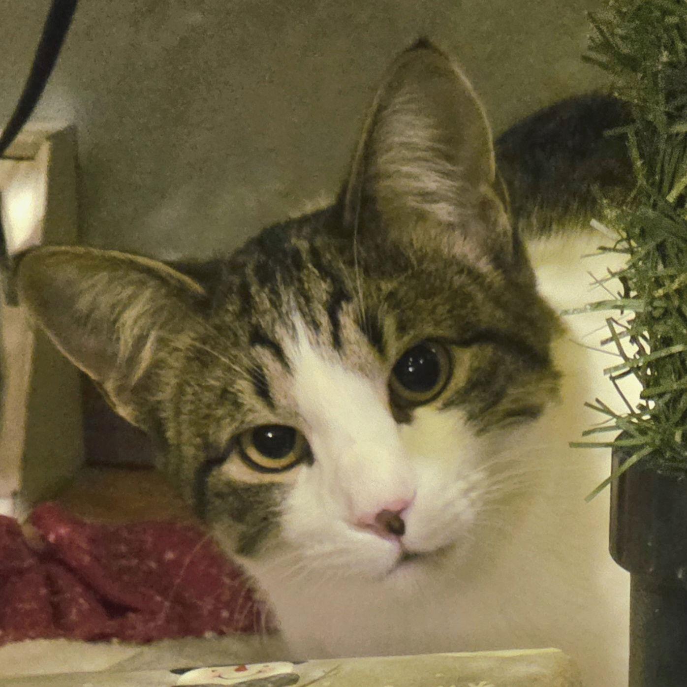 Enlarge Eve, a Adoptable Domestic Short Hair in Laramie, WY image 1/3